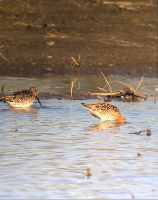 Short-billed Dowitcher (griseus) - ML58276561