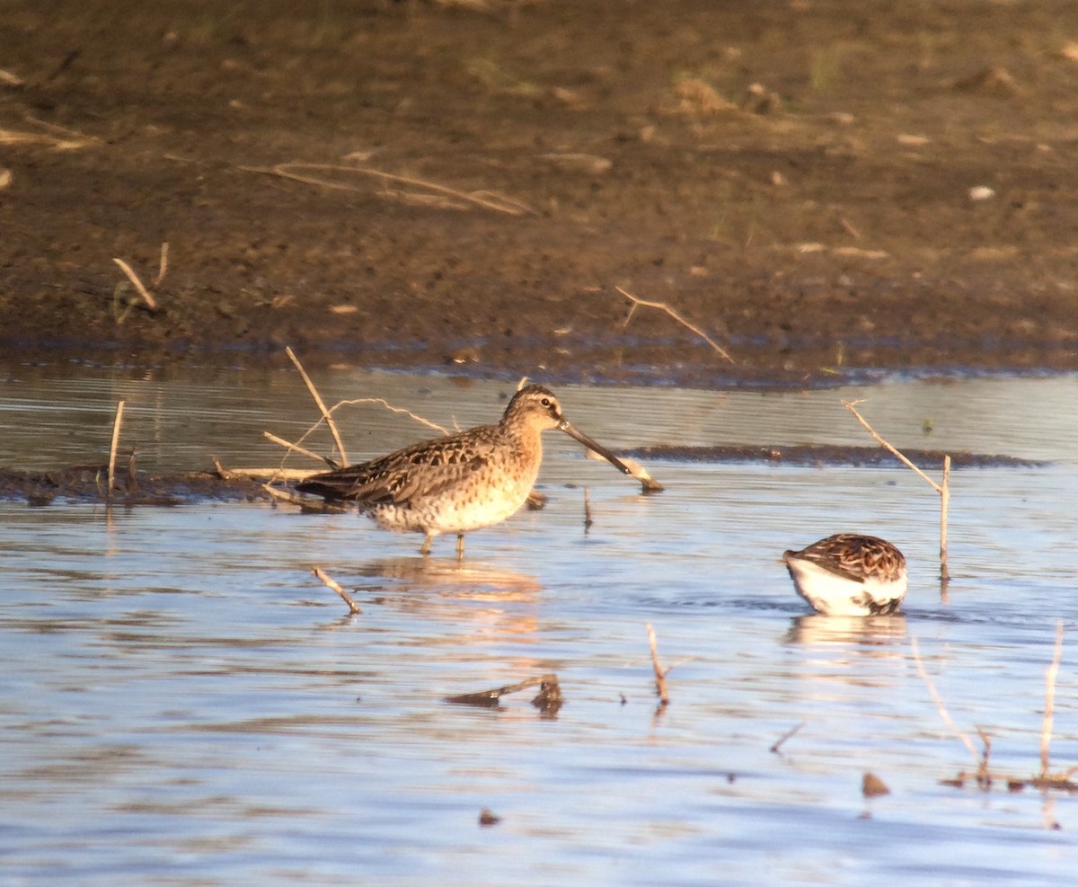 Short-billed Dowitcher (griseus) - ML58276571