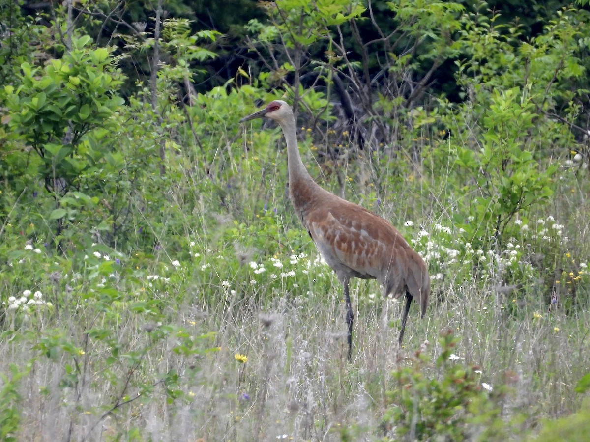 Sandhill Crane - Pat Hare