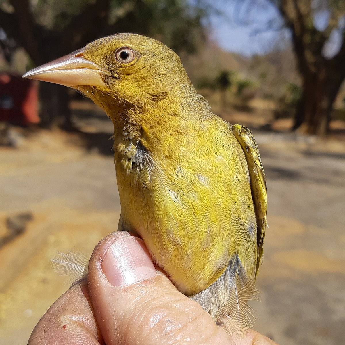 Cape Weaver - ML582766151