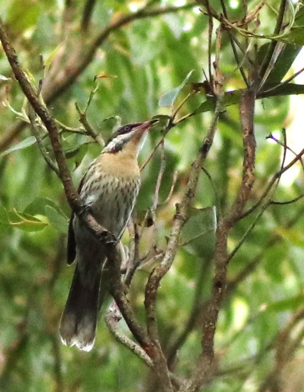 Spiny-cheeked Honeyeater - ML582767581