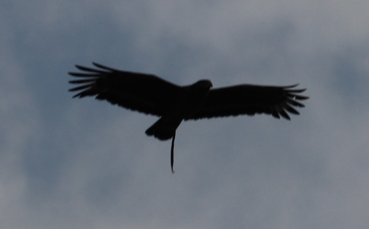 Crested Serpent-Eagle - ML582767901