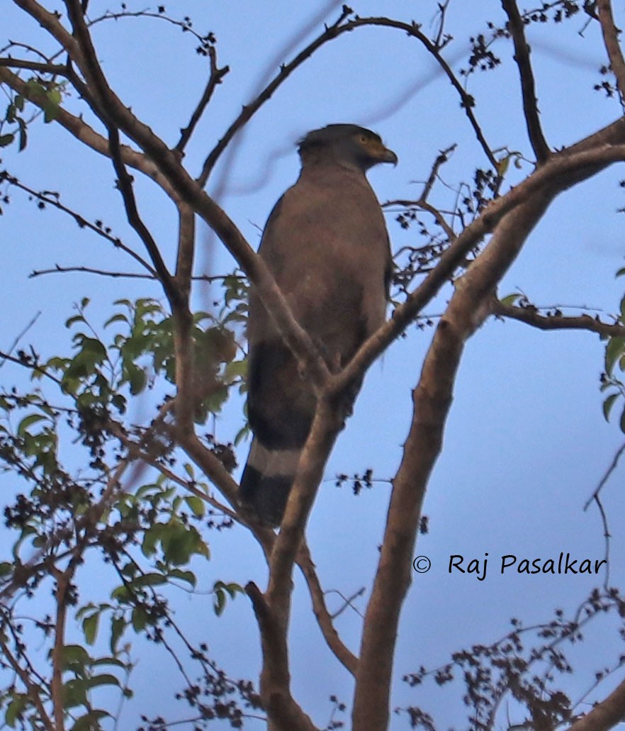 Crested Serpent-Eagle - ML582767911