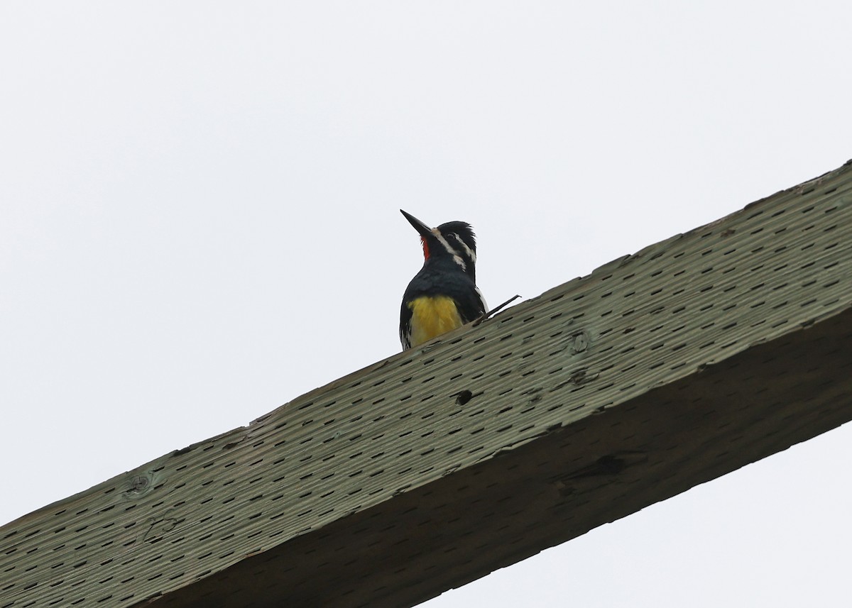 Williamson's Sapsucker - ML582768171