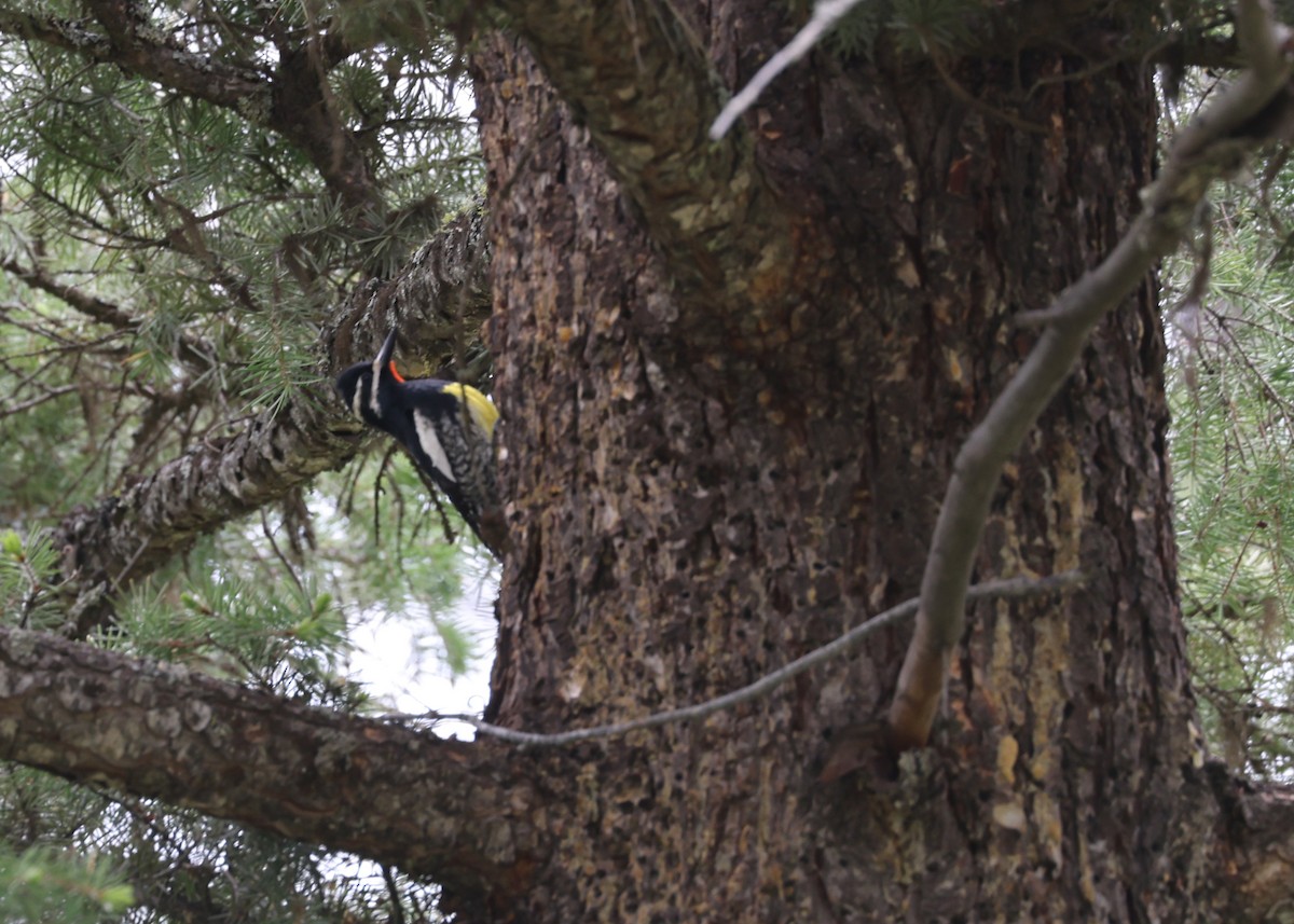 Williamson's Sapsucker - ML582768191