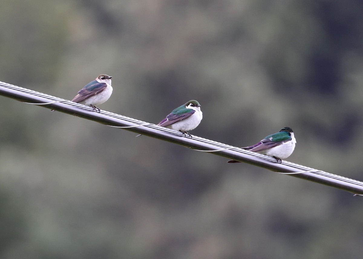 Violet-green Swallow - ML582768251