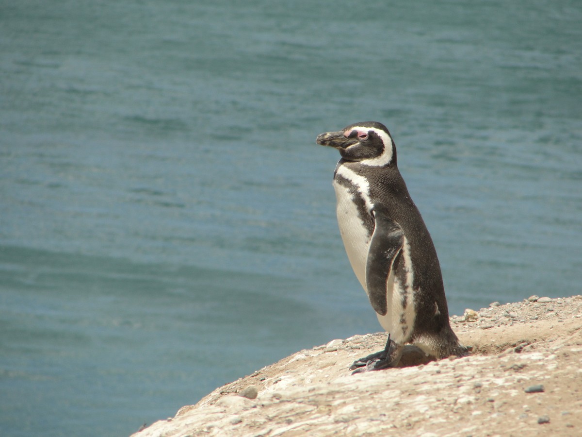 Pingüino Magallánico - ML582768421