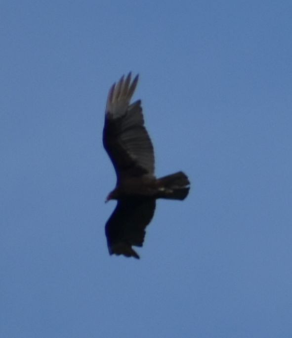 Turkey Vulture - Sally Anderson