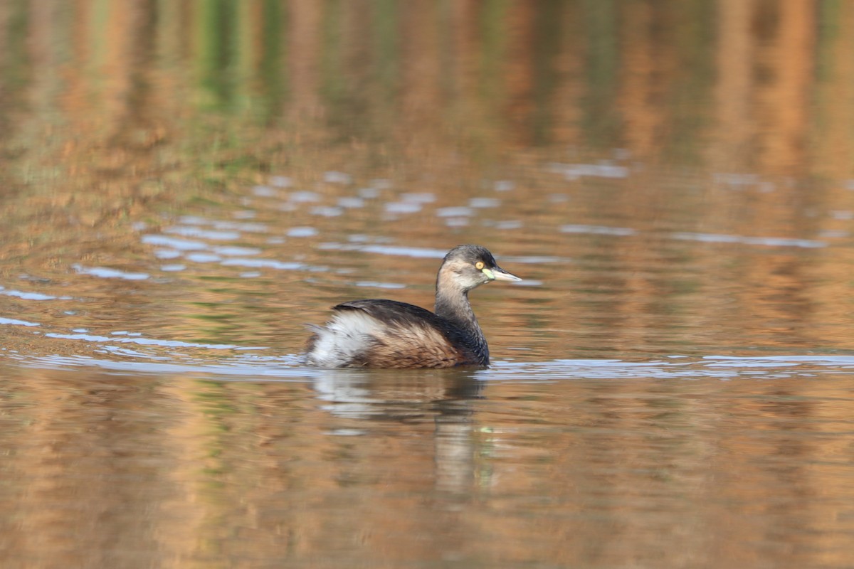 Australasian Grebe - Vikki Pentecost