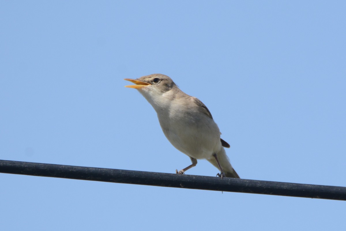 Eastern Olivaceous Warbler - ML582768901