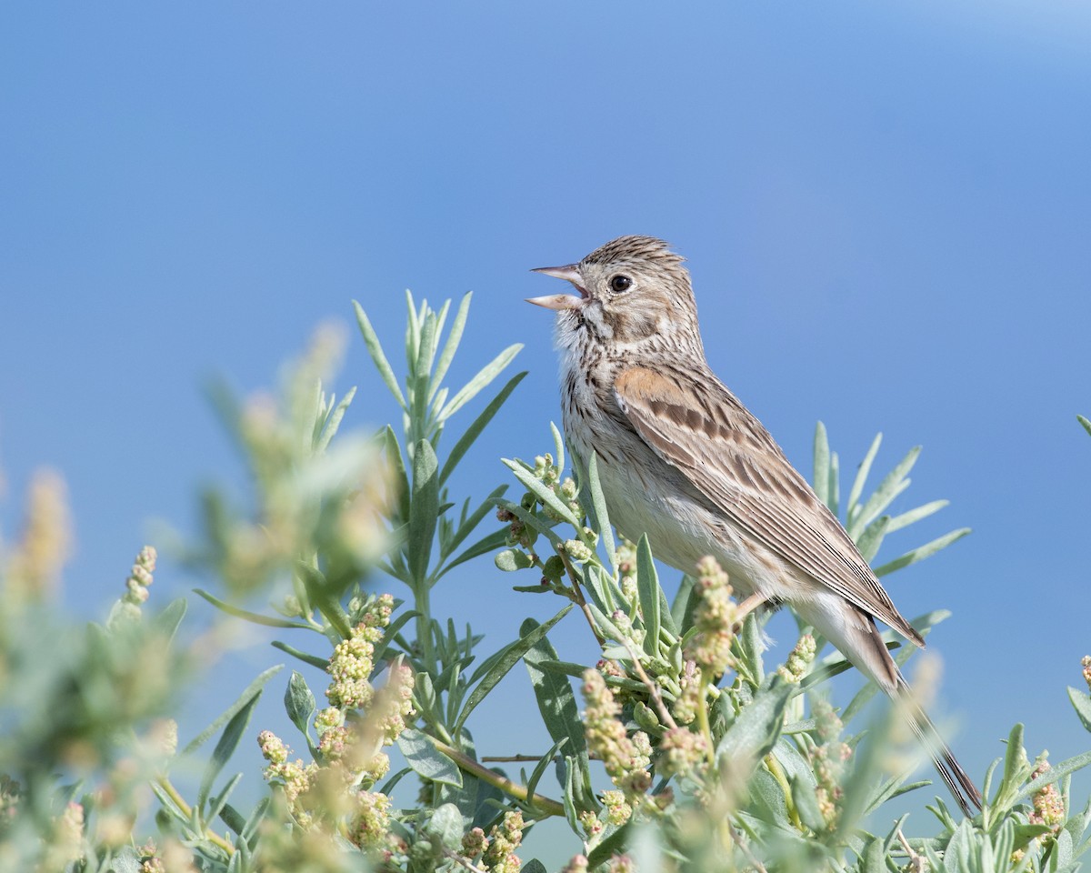 Vesper Sparrow - ML582769261