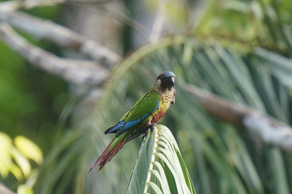 アカオウロコインコ - ML582769311