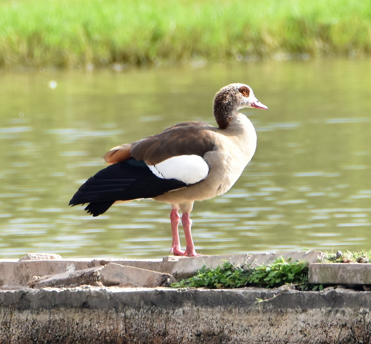 Egyptian Goose - ML582769391