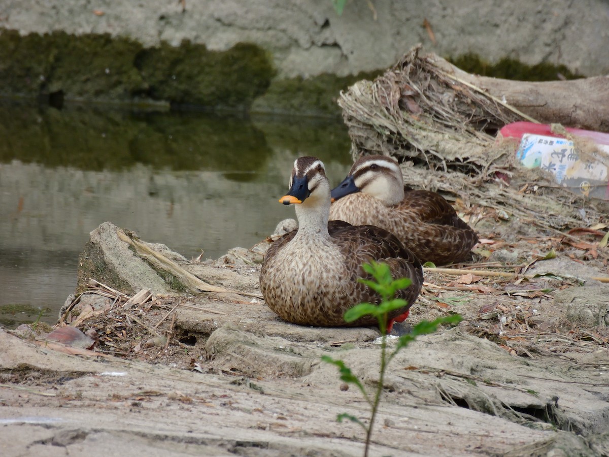 Eastern Spot-billed Duck - Yawei Zhang