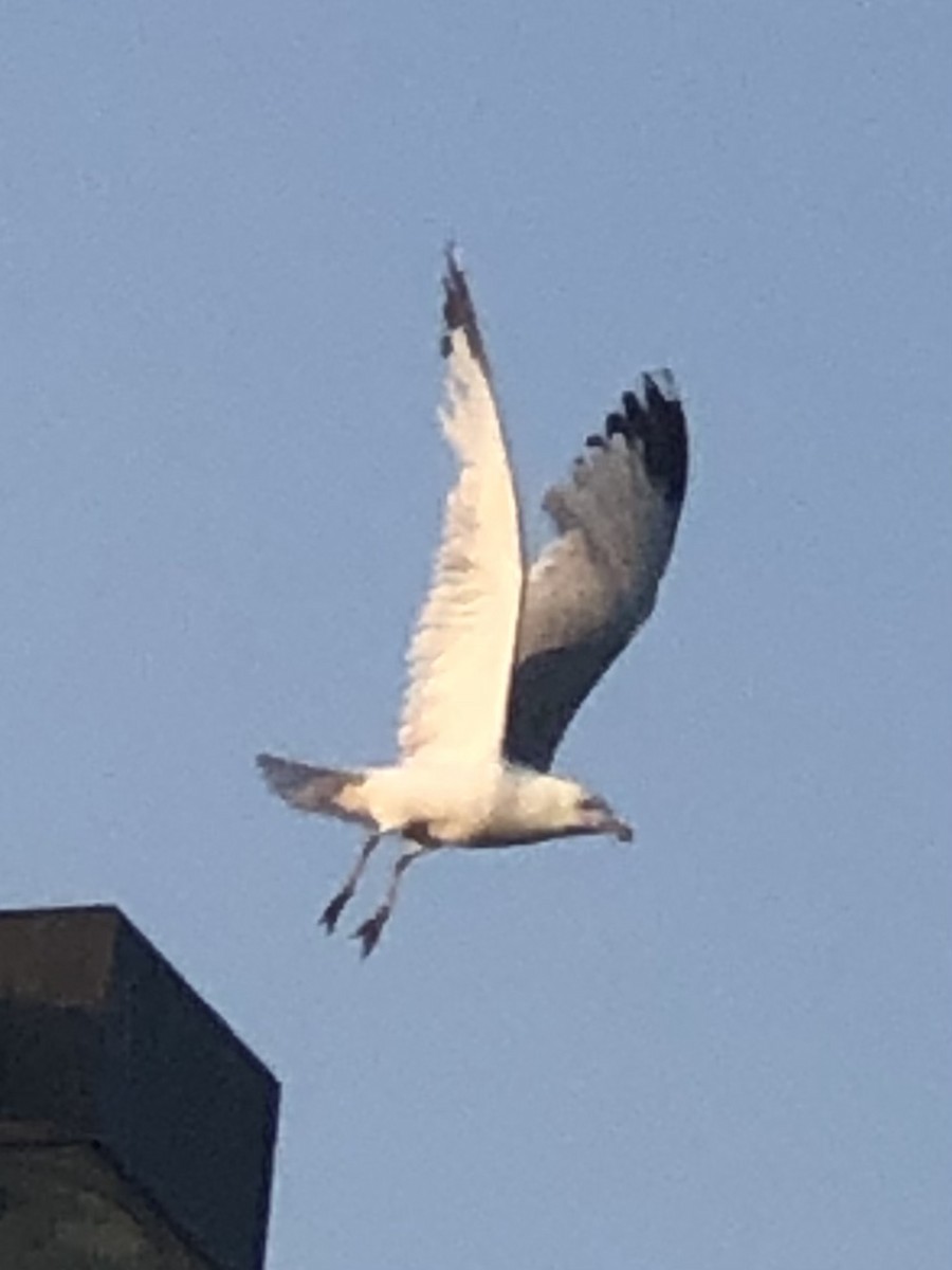 Ring-billed Gull - ML582769751