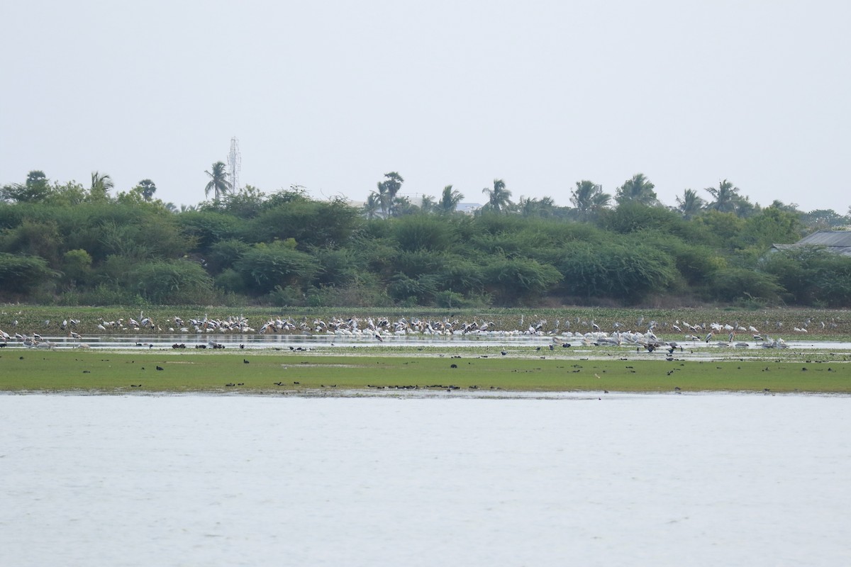 Gray Heron - TheNatureTrust (GroupAccount)