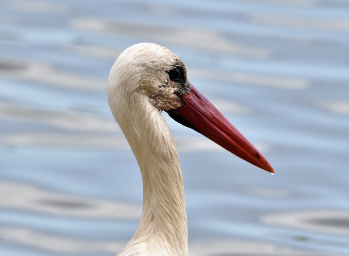 White Stork - ML582770171