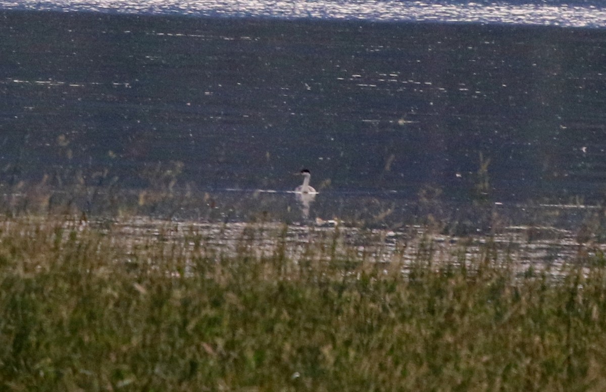 Clark's Grebe - ML582770531