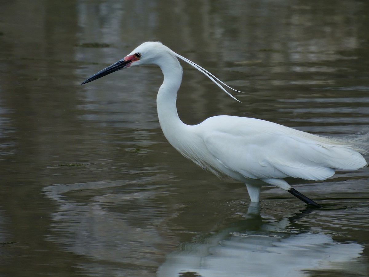 Little Egret - Yawei Zhang