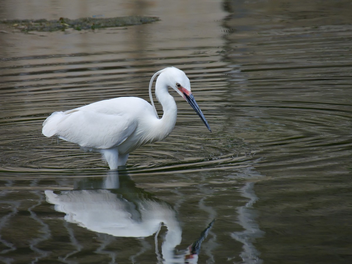 Little Egret - Yawei Zhang