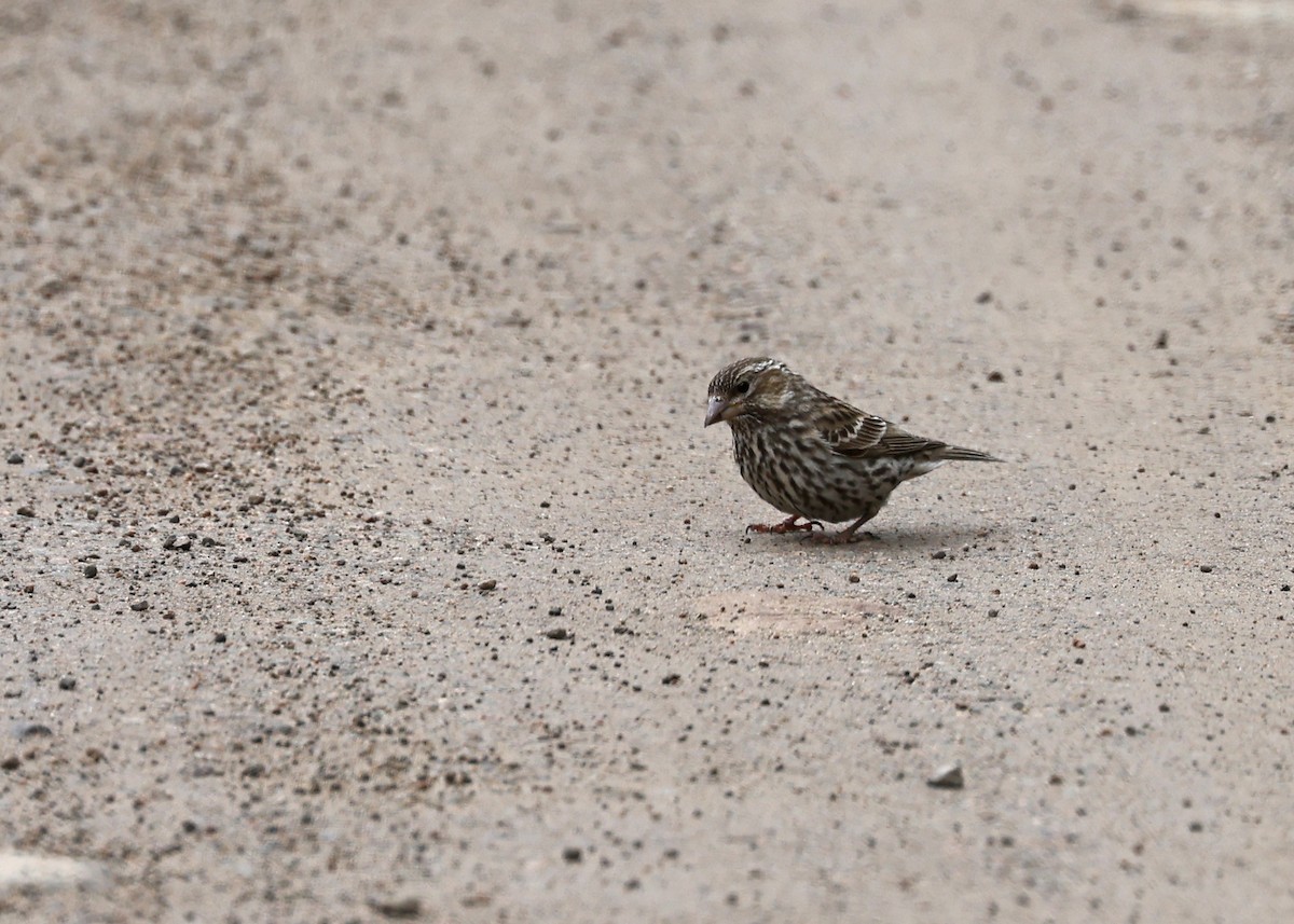 Cassin's Finch - ML582770771