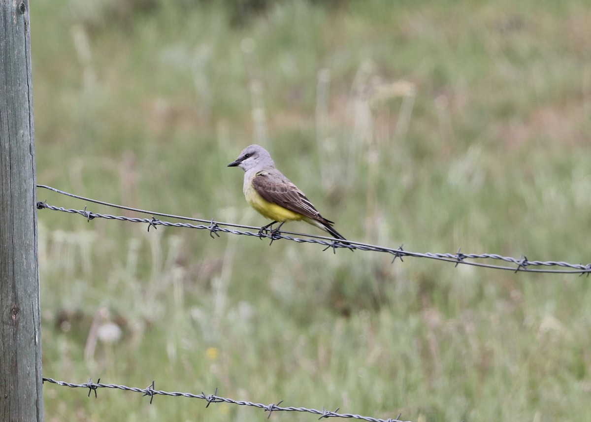 Western Kingbird - ML582770831