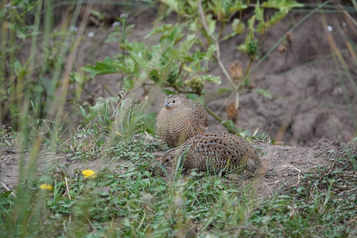 Brown Quail - David Hancock