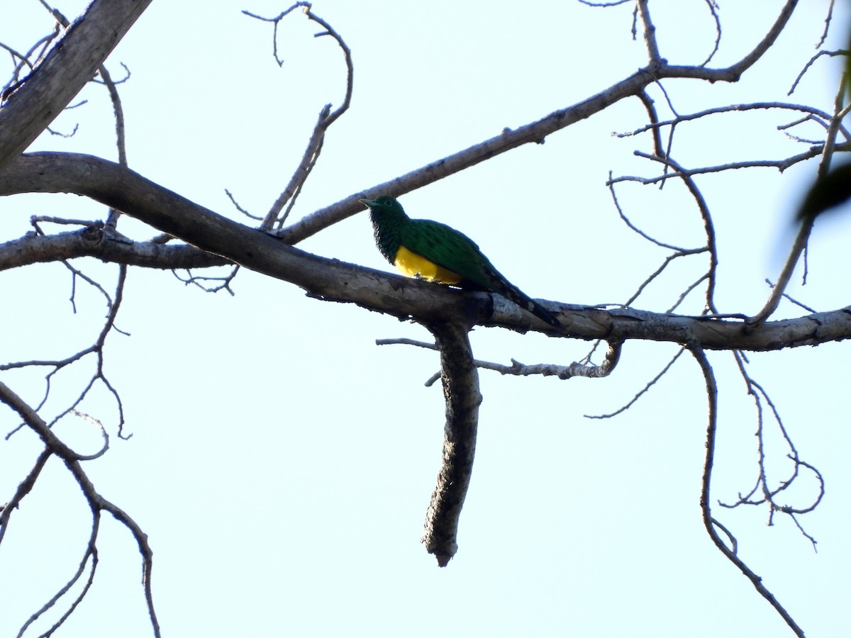 African Emerald Cuckoo - ML582771281