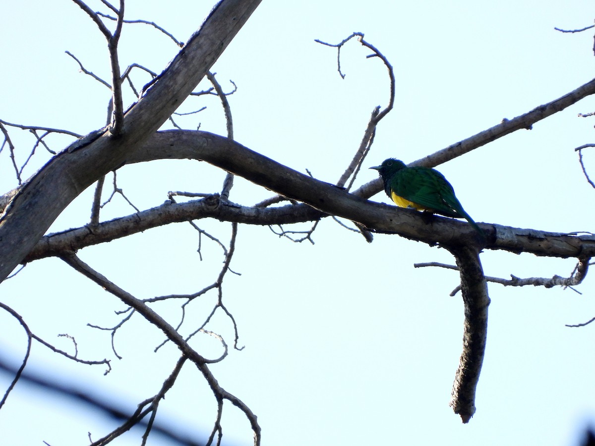 African Emerald Cuckoo - ML582771301