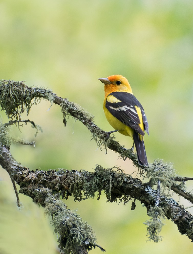 Western Tanager - Nick Saunders