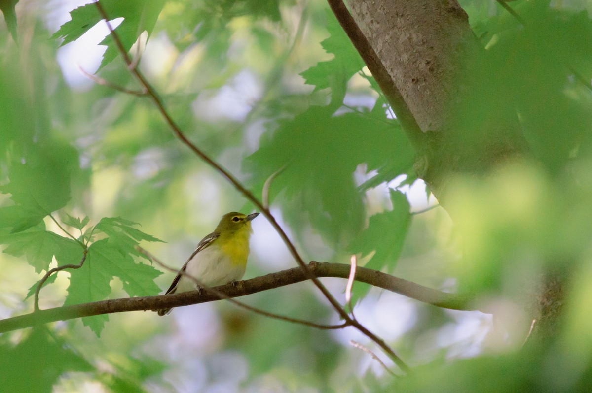 Viréo à gorge jaune - ML582771791