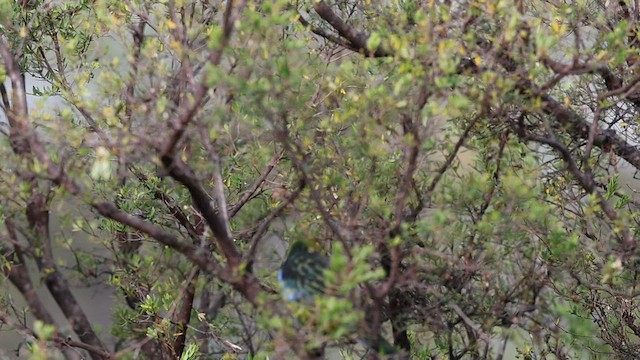 Green Rosella - ML582773471