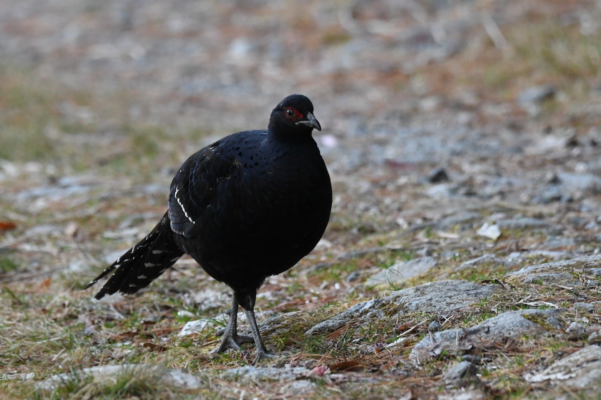 Mikado Pheasant - ML582773601