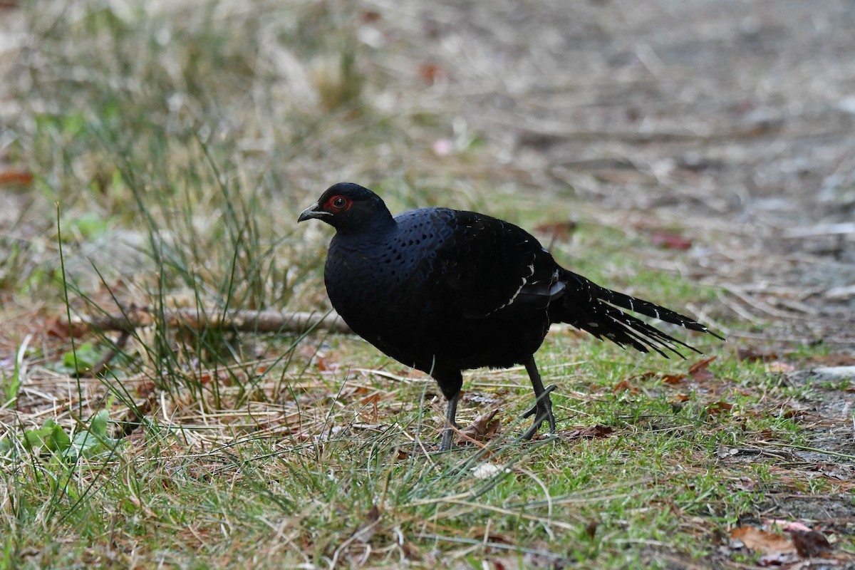 Mikado Pheasant - ML582773621