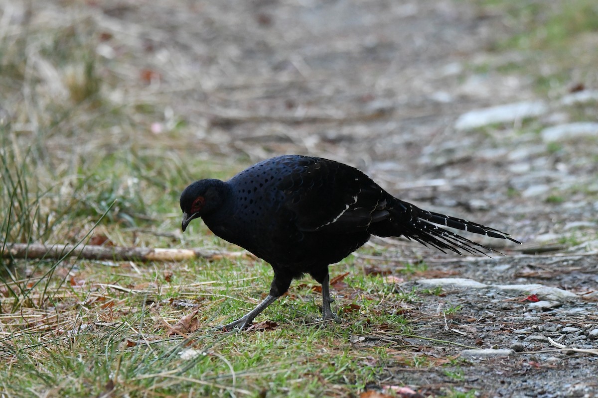 Mikado Pheasant - ML582773631