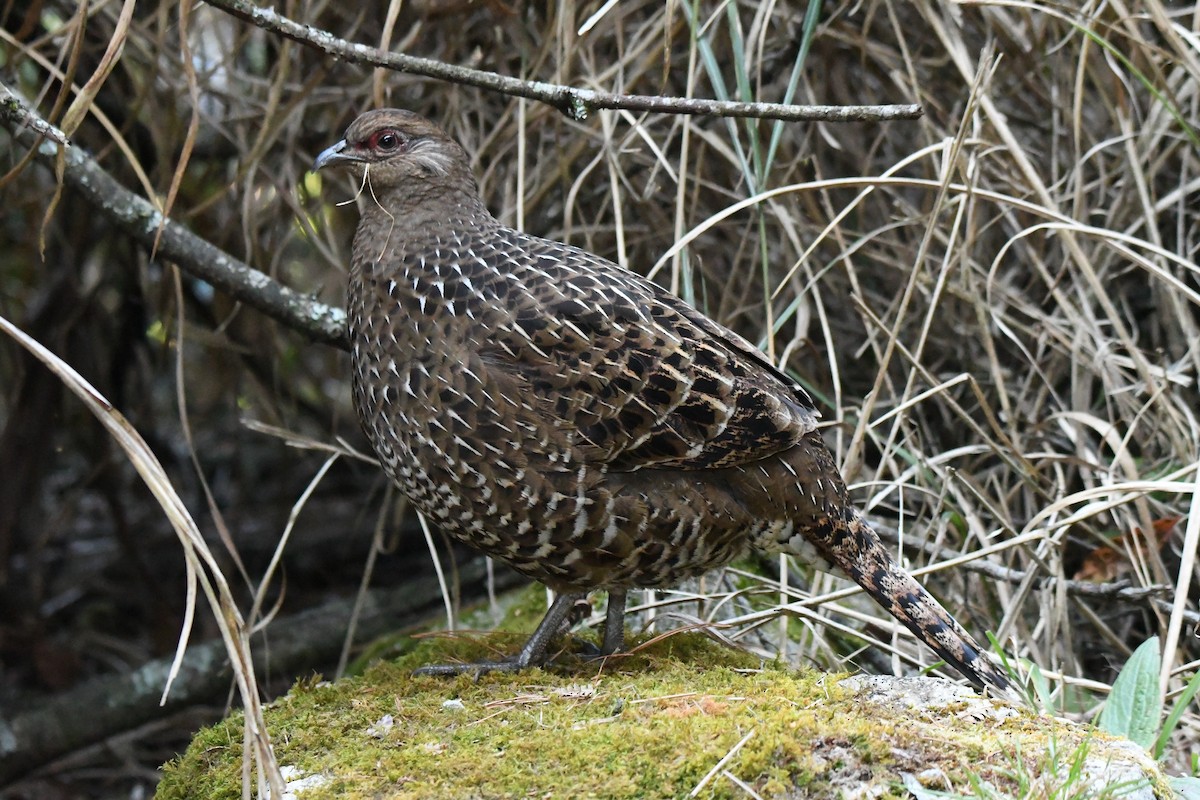 Mikado Pheasant - ML582773641