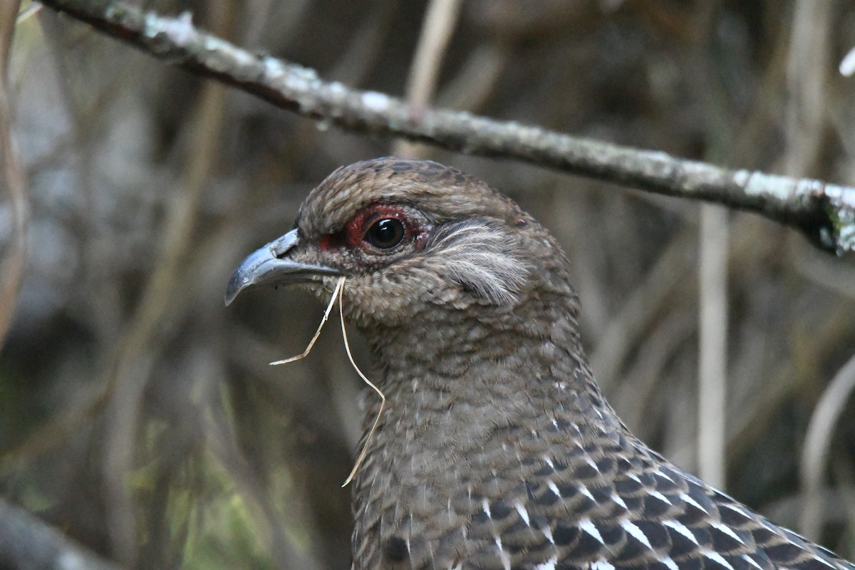 Mikado Pheasant - ML582773651