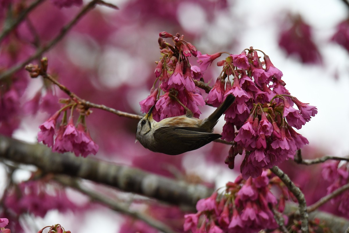 Taiwan Yuhina - ML582773971