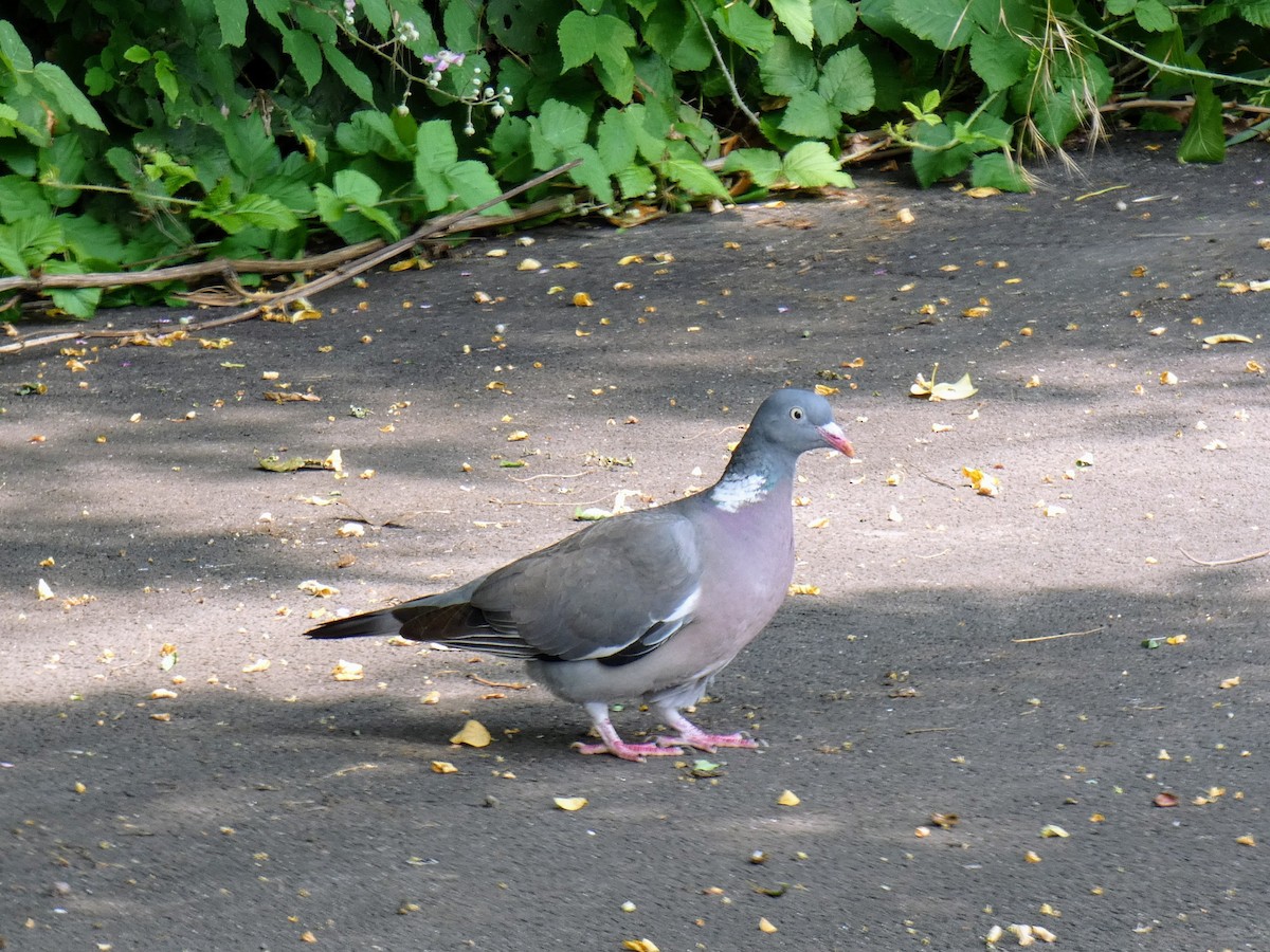 Common Wood-Pigeon - ML582774361