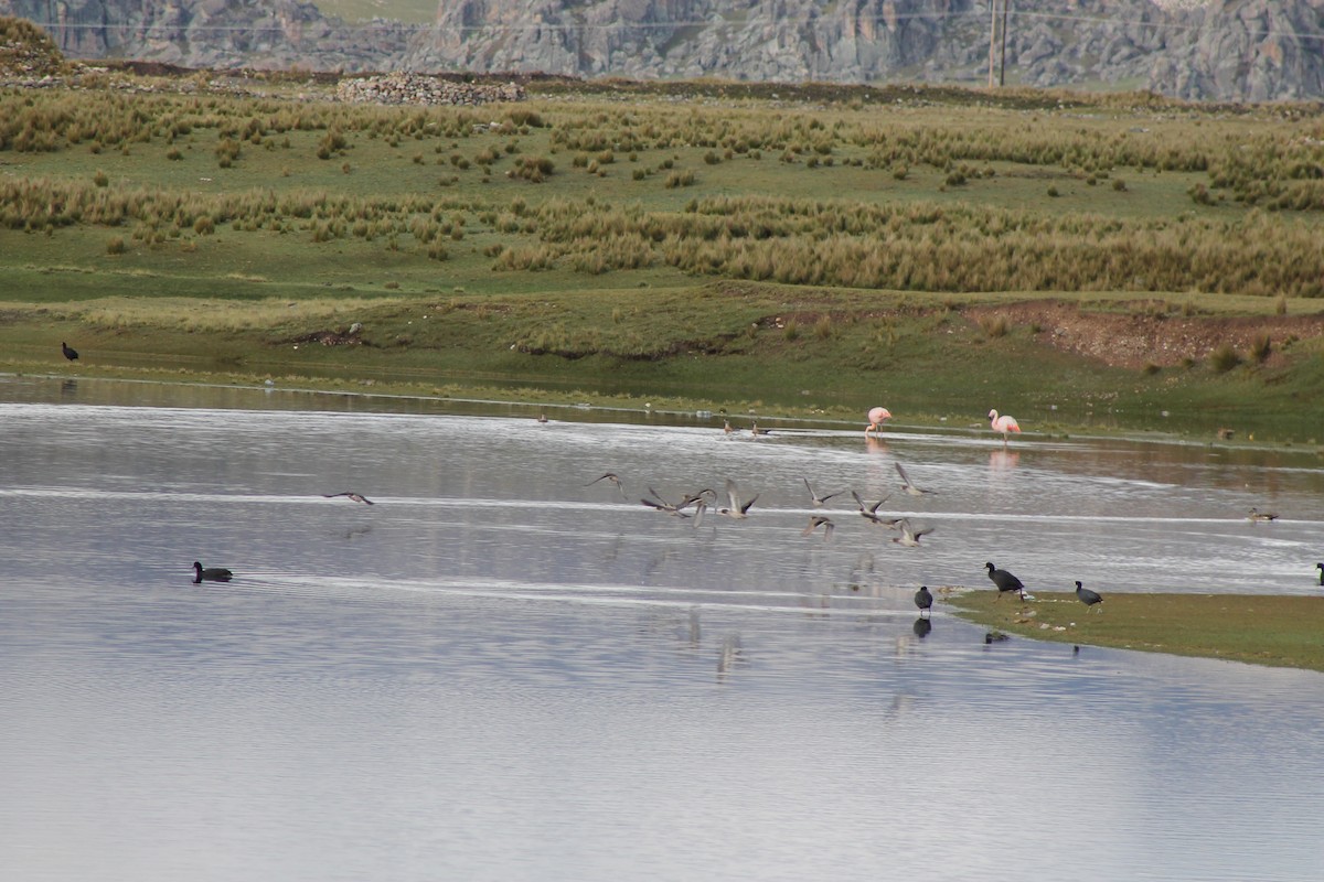 Giant Coot - ML58277471