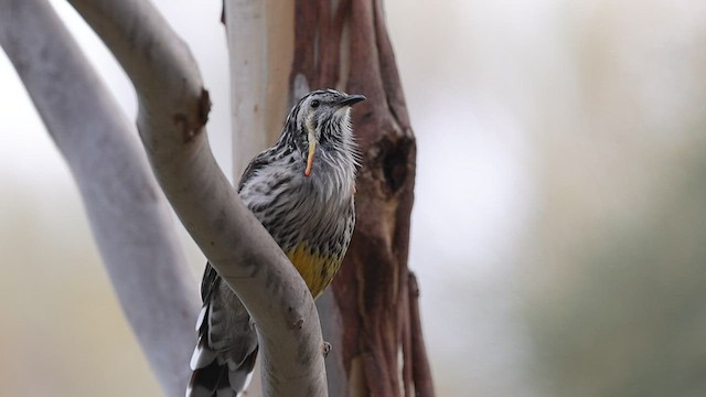 Yellow Wattlebird - ML582775031