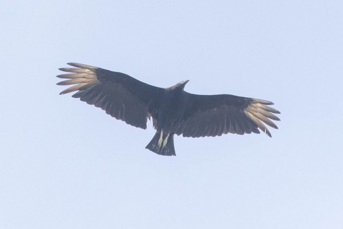 Black Vulture - County Lister Brendan