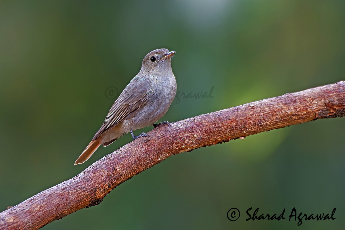 Rusty-tailed Flycatcher - ML582775881