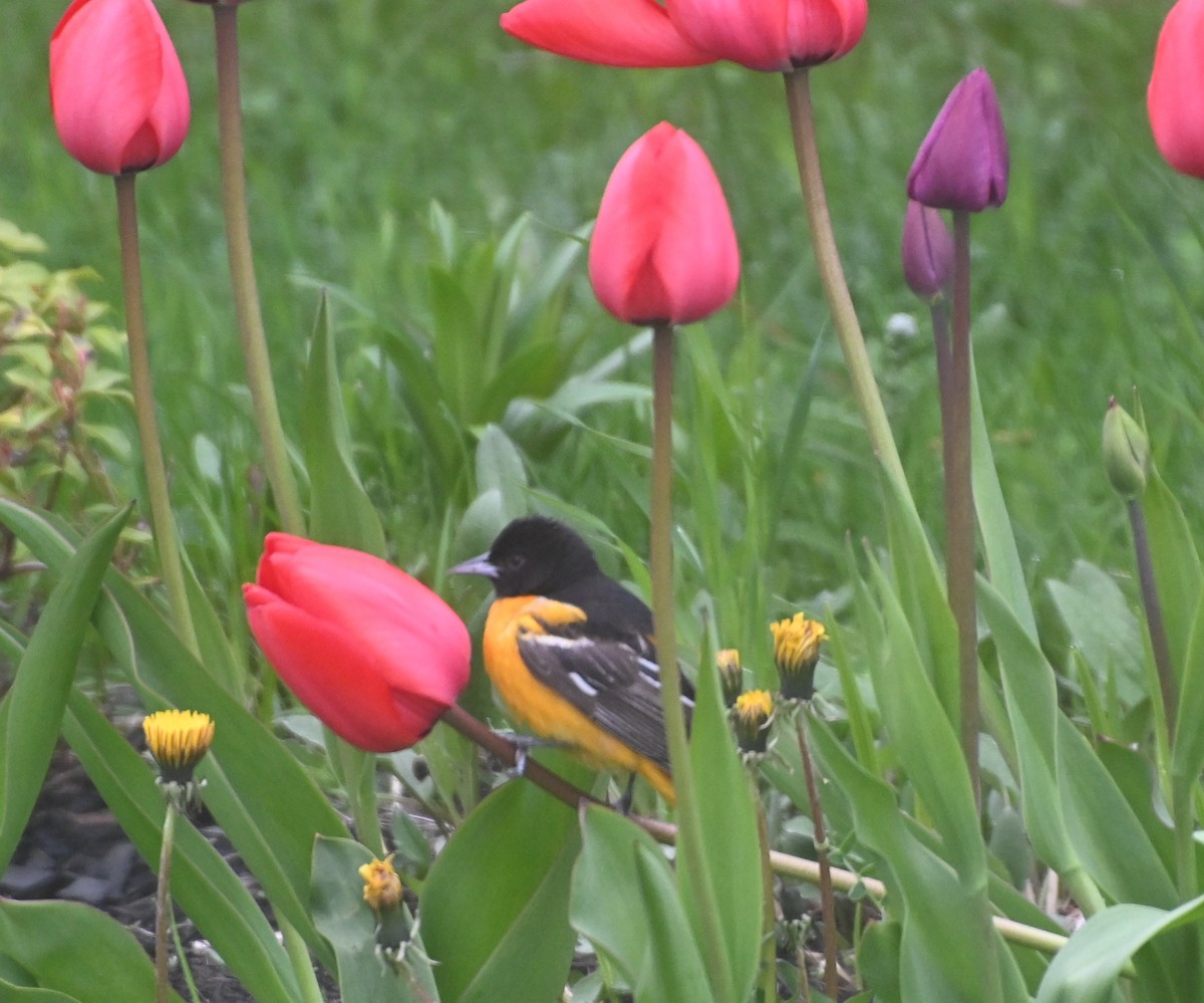 Baltimore Oriole - Jean-Claude Richard