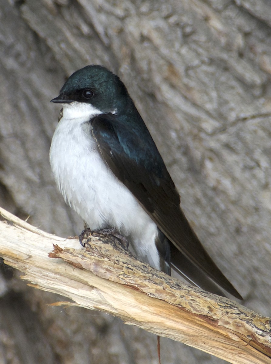 Tree Swallow - Dave Trochlell