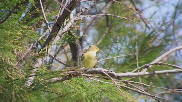 Icterine Warbler - ML582777451