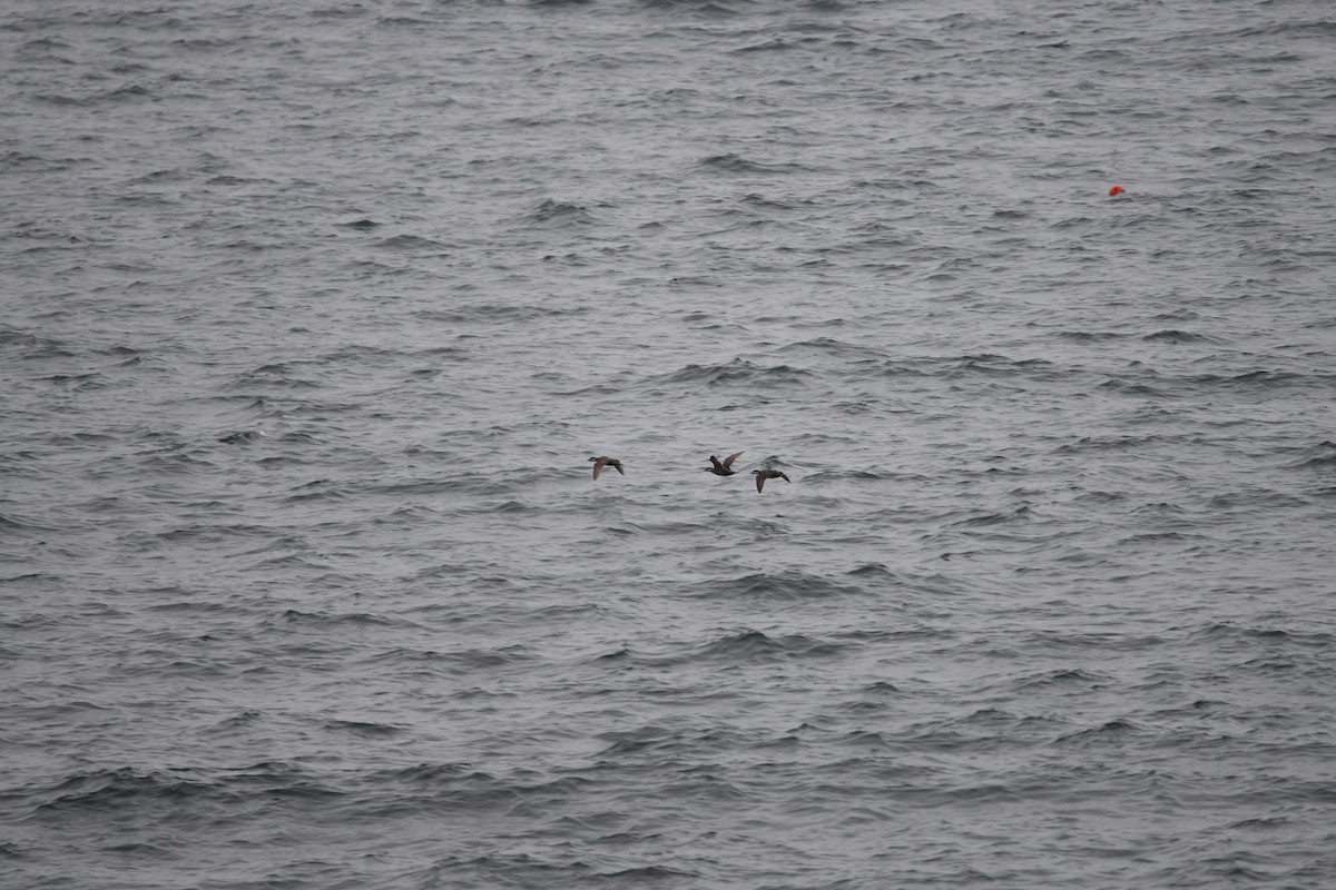 Black Scoter - ML582777751