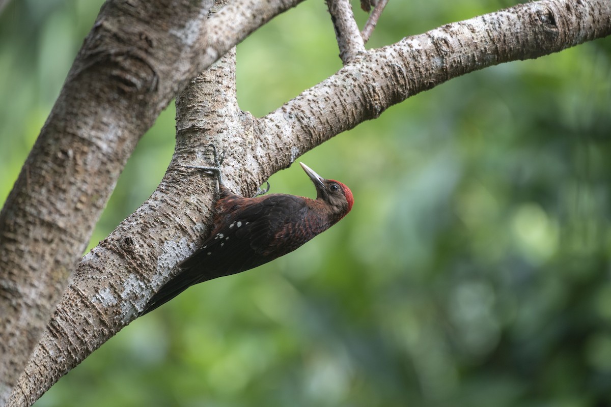 Okinawa Woodpecker - Yasuhiko Komatsu