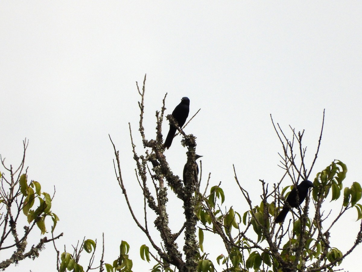 Stuhlmann's Starling - ML582778311