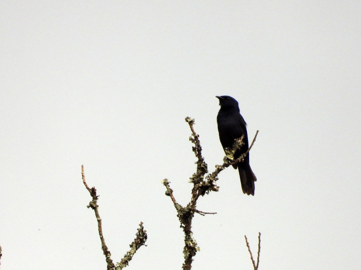 Stuhlmann's Starling - ML582778321